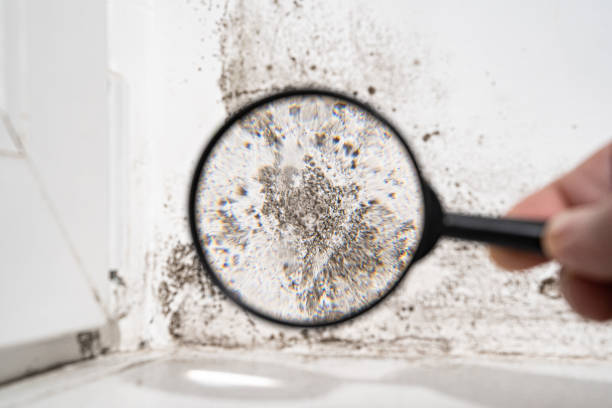 Best Mold Damage Restoration  in Dupo, IL